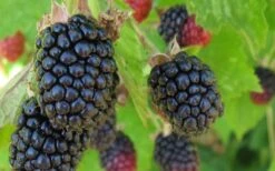 Triple Crown Thornless Blackberry Plant - 3 Gallon Pot 7 Triple Crown Thornless Blackberry Plant - 3 Gallon Pot -US Fruit Trees Sales Store Blackberry Triple Crown