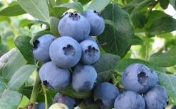 Bless Your Heart Rabbiteye Blueberry - 1 Gallon Pot -US Fruit Trees Sales Store Blueberry Bless Your Heart