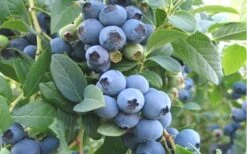 Ochlockonee Rabbiteye Blueberry - 3 Gallon Pot -US Fruit Trees Sales Store Blueberry Ochlockonee