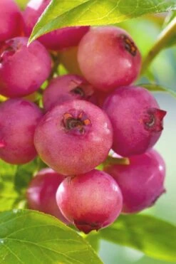Pink Lemonade Blueberry - 3 Gallon Pot -US Fruit Trees Sales Store Blueberry Pink Lemonade 6