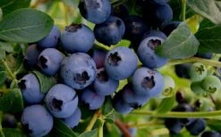 Baldwin Rabbiteye Blueberry - 1 Gallon Pot -US Fruit Trees Sales Store Blueberry Rabbiteye Baldwin 50