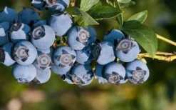 Star Southern Highbush Blueberry - 3 Gallon Pot -US Fruit Trees Sales Store Blueberry Star
