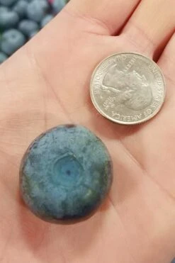 Titan Blueberry - 7 Gallon Pot