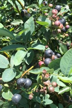 Titan Blueberry - 7 Gallon Pot -US Fruit Trees Sales Store Blueberry Titan 11 1