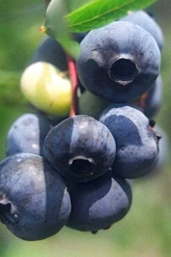 Titan Blueberry - 7 Gallon Pot -US Fruit Trees Sales Store Blueberry Titan 12 1