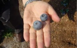 Titan Blueberry - 1 Gallon Pot -US Fruit Trees Sales Store Blueberry Titan