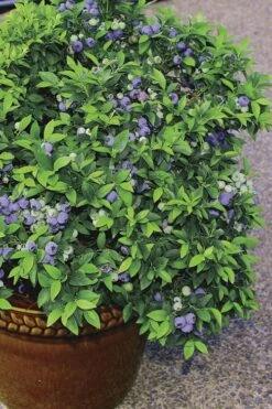Top Hat Dwarf Blueberry - 1 Gallon Pot -US Fruit Trees Sales Store Blueberry Top Hat 2