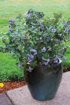 Top Hat Dwarf Blueberry - 1 Gallon Pot -US Fruit Trees Sales Store Blueberry Top Hat 3