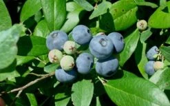 Vernon Rabbiteye Blueberry - 1 Gallon Pot -US Fruit Trees Sales Store Blueberry Vernon 1