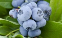 Woodard Rabbiteye Blueberry - 1 Gallon Pot 7 Woodard Rabbiteye Blueberry - 1 Gallon Pot -US Fruit Trees Sales Store Blueberry Woodard