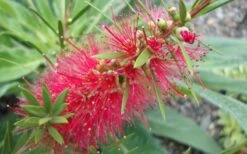 Woodlanders Cold Hardy Red Bottlebrush - Callistemon - 1 Gallon Pot 10 Woodlanders Cold Hardy Red Bottlebrush - Callistemon - 1 Gallon Pot -US Fruit Trees Sales Store Bottlebrush Woodlanders Hardy 1