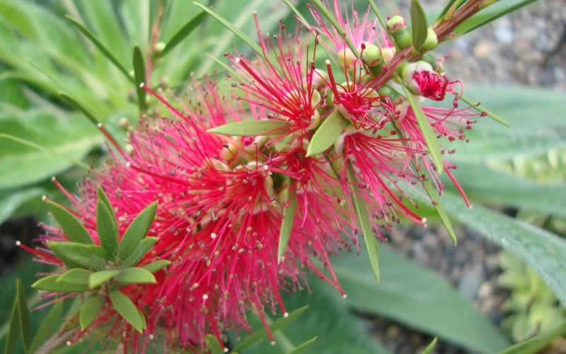 Woodlanders Cold Hardy Red Bottlebrush - Callistemon - 1 Gallon Pot 5 Woodlanders Cold Hardy Red Bottlebrush - Callistemon - 1 Gallon Pot - Image 5