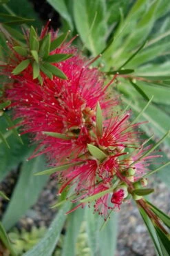 Woodlanders Cold Hardy Red Bottlebrush - Callistemon - 1 Gallon Pot 11 Woodlanders Cold Hardy Red Bottlebrush - Callistemon - 1 Gallon Pot -US Fruit Trees Sales Store Bottlebrush Woodlanders Hardy Red 20