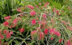 Woodlanders Cold Hardy Red Bottlebrush - Callistemon - 1 Gallon Pot 9 Woodlanders Cold Hardy Red Bottlebrush - Callistemon - 1 Gallon Pot -US Fruit Trees Sales Store Bottlebrush Woodlanders Hardy Red 22