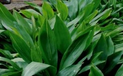 Cast Iron Plant - 1 Gallon Pot 10 Cast Iron Plant - 1 Gallon Pot -US Fruit Trees Sales Store Cast Iron Plant 1 1