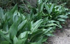 Cast Iron Plant - 1 Gallon Pot 11 Cast Iron Plant - 1 Gallon Pot -US Fruit Trees Sales Store Cast Iron Plant 3 1