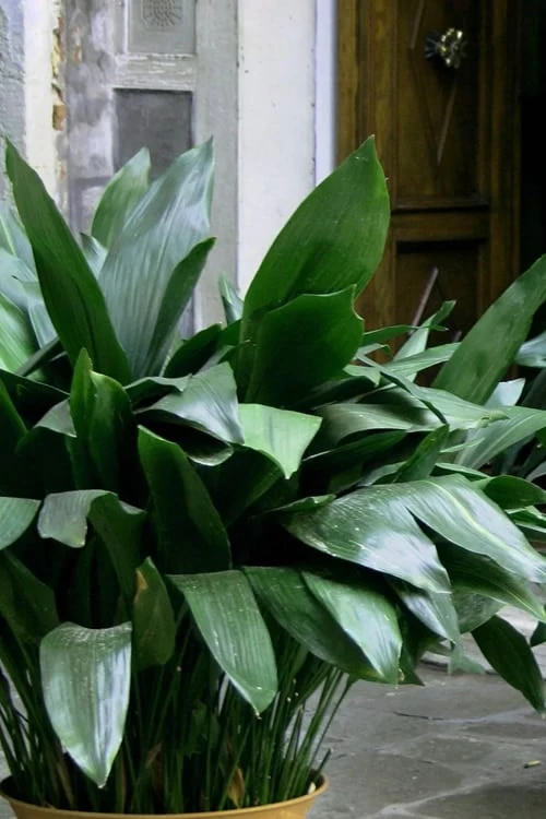 Cast Iron Plant - 1 Gallon Pot 1 Cast Iron Plant - 1 Gallon Pot