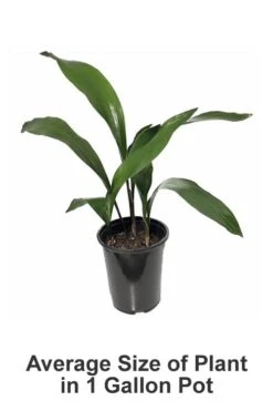 Tiny Tank Dwarf Cast Iron Plant - 3 Gallon Pot -US Fruit Trees Sales Store Cast iron Plant 20 3