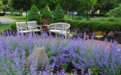 Walker's Low Catmint (Nepeta X Faassenii) - 1 Gallon Pot -US Fruit Trees Sales Store Catmint Walkers Low 1 2