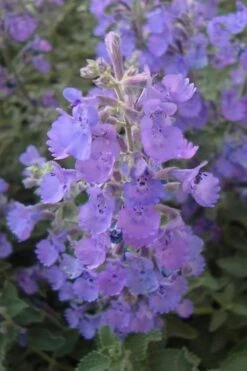 Walker's Low Catmint (Nepeta X Faassenii) - 1 Gallon Pot -US Fruit Trees Sales Store Catmint Walkers Low 5 2