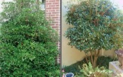 Bigfoot Cleyera Japonica - 3 Gallon Pot -US Fruit Trees Sales Store Cleyera Bigfoot Tree