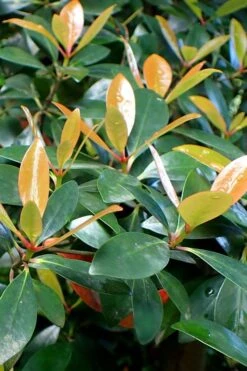 Japanese Cleyera (Ternstroemia Gymnanthera) - 3 Gallon Pot