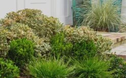 Juliet Cleyera Japonica - 2 Gallon Pot -US Fruit Trees Sales Store Cleyera Juliet 2