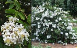 Acoma Weeping White Crape Myrtle - 6 Pack Of 1 Gallon Pots -US Fruit Trees Sales Store Crape Myrtle Acoma 3