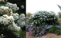 Acoma Weeping White Crape Myrtle - 1 Gallon Pot -US Fruit Trees Sales Store Crape Myrtle Acoma 4 1
