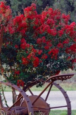 Black Diamond Red Hot Crape Myrtle (Multi-Trunk) - 7 Gallon Pot (4-5' HT) -US Fruit Trees Sales Store Crape Myrtle Black Diamond Red Hot 2 1