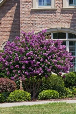 Catawba Purple Crape Myrtle - 6 Pack Of 1 Gallon Pots 8 Catawba Purple Crape Myrtle - 6 Pack Of 1 Gallon Pots -US Fruit Trees Sales Store Crape Myrtle Catawba 5