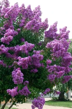 Catawba Purple Crape Myrtle - 6 Pack Of 1 Gallon Pots 9 Catawba Purple Crape Myrtle - 6 Pack Of 1 Gallon Pots -US Fruit Trees Sales Store Crape Myrtle Catawba 500x750 1