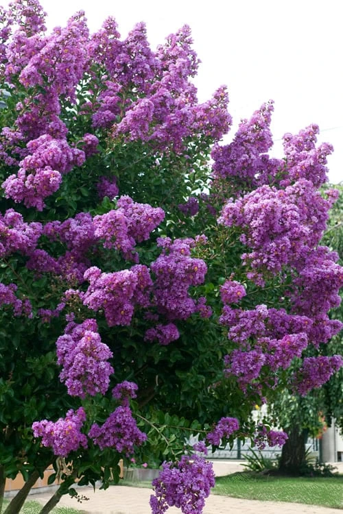 Catawba Purple Crape Myrtle - 6 Pack Of 1 Gallon Pots 5 Catawba Purple Crape Myrtle - 6 Pack Of 1 Gallon Pots - Image 5