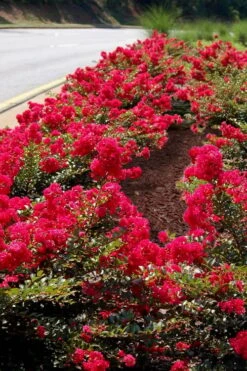 Cherry Dazzle Dwarf Crape Myrtle - 1 Gallon Pot -US Fruit Trees Sales Store Crape Myrtle Cherry Dazzle 31