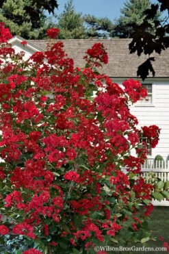 Colorama Scarlet Red Crape Myrtle - 5 Gallon Pot -US Fruit Trees Sales Store Crape Myrtle Colorama Scarlet 1