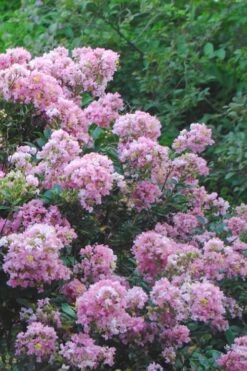 Dazzle Me Pink Dwarf Crape Myrtle - 2 Gallon Pot -US Fruit Trees Sales Store Crape Myrtle Dazzle Me Pink 16