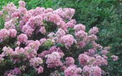 Dazzle Me Pink Dwarf Crape Myrtle - 2 Gallon Pot -US Fruit Trees Sales Store Crape Myrtle Dazzle Me Pink 17