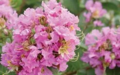Dazzle Me Pink Dwarf Crape Myrtle - 2 Gallon Pot -US Fruit Trees Sales Store Crape Myrtle Dazzle Me Pink Closeup