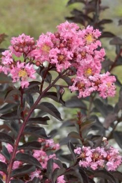 Delta Jazz Crape Myrtle - 2 Gallon Pot -US Fruit Trees Sales Store Crape Myrtle Delta Jazz Rev 500x750 1