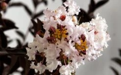 Delta Moonlight Crape Myrtle - 2 Gallon Pot -US Fruit Trees Sales Store Crape Myrtle Delta Moonlight