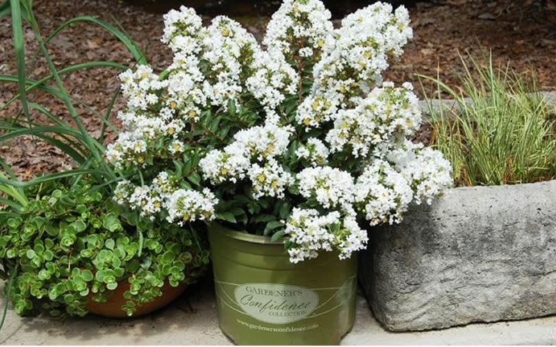 Diamond Dazzle Dwarf Crape Myrtle - 1 Gallon Pot 5 Diamond Dazzle Dwarf Crape Myrtle - 1 Gallon Pot - Image 5