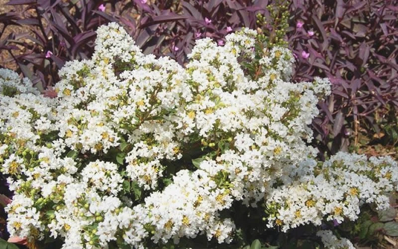 Diamond Dazzle Dwarf Crape Myrtle - 1 Gallon Pot 4 Diamond Dazzle Dwarf Crape Myrtle - 1 Gallon Pot - Image 4