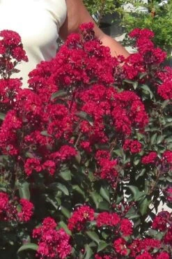 Double Dynamite Crape Myrtle - 2 Gallon Pot 7 Double Dynamite Crape Myrtle - 2 Gallon Pot -US Fruit Trees Sales Store Crape Myrtle Double Dynamite 25