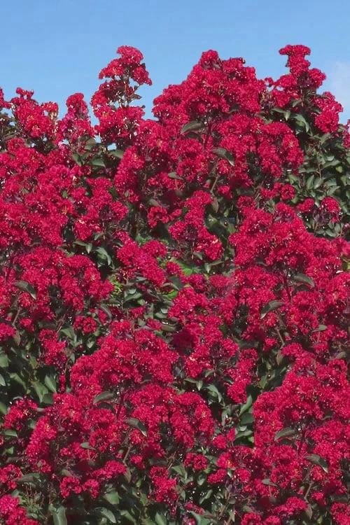 Double Dynamite Crape Myrtle - 2 Gallon Pot 1 Double Dynamite Crape Myrtle - 2 Gallon Pot