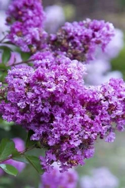 New Release 9 Early Bird Purple Crape Myrtle - 2 Gallon Pot