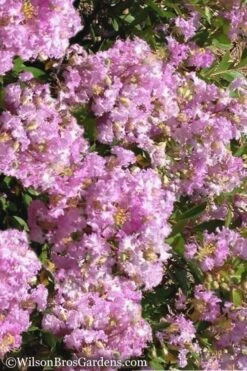 New Release 7 Early Bird Lavender Crape Myrtle - 3 Gallon Pot