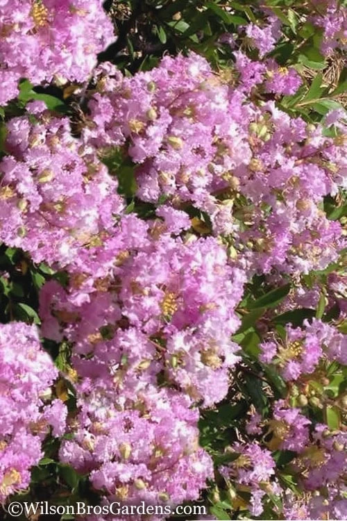Early Bird Lavender Crape Myrtle - 3 Gallon Pot 1 Early Bird Lavender Crape Myrtle - 3 Gallon Pot