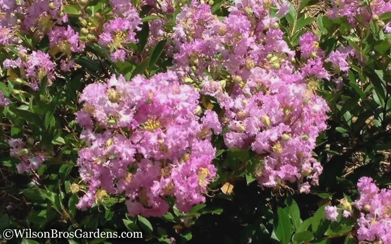 Early Bird Lavender Crape Myrtle - 3 Gallon Pot 6 Early Bird Lavender Crape Myrtle - 3 Gallon Pot - Image 6