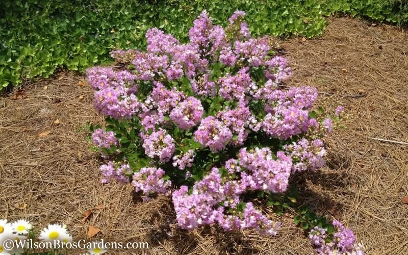 Early Bird Lavender Crape Myrtle - 3 Gallon Pot 5 Early Bird Lavender Crape Myrtle - 3 Gallon Pot - Image 5