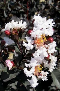 Delta Moonlight Crape Myrtle - 2 Gallon Pot